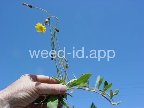 hawkweed, mouseear